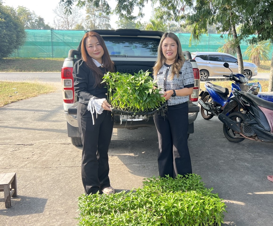 11 ก.พ.69 นางสาวสิรภัทร อันไชยศรี นักวิชาการส่งเสริมการเกษตรชำนาญการ ผู้แทนศูนย์ฯ สนับสนุนต้นพันธุ์พืช โครงการผลิตและขยายพืชพันธุ์ดีเพื่อเพิ่มประสิทธิภาพการผลิตและยกระดับความมั่นคงด้านอาหาร ปี 2569 ให้สำนักงานเกษตรอำเภอสร้างคอม จังหวัดอุดรธานี